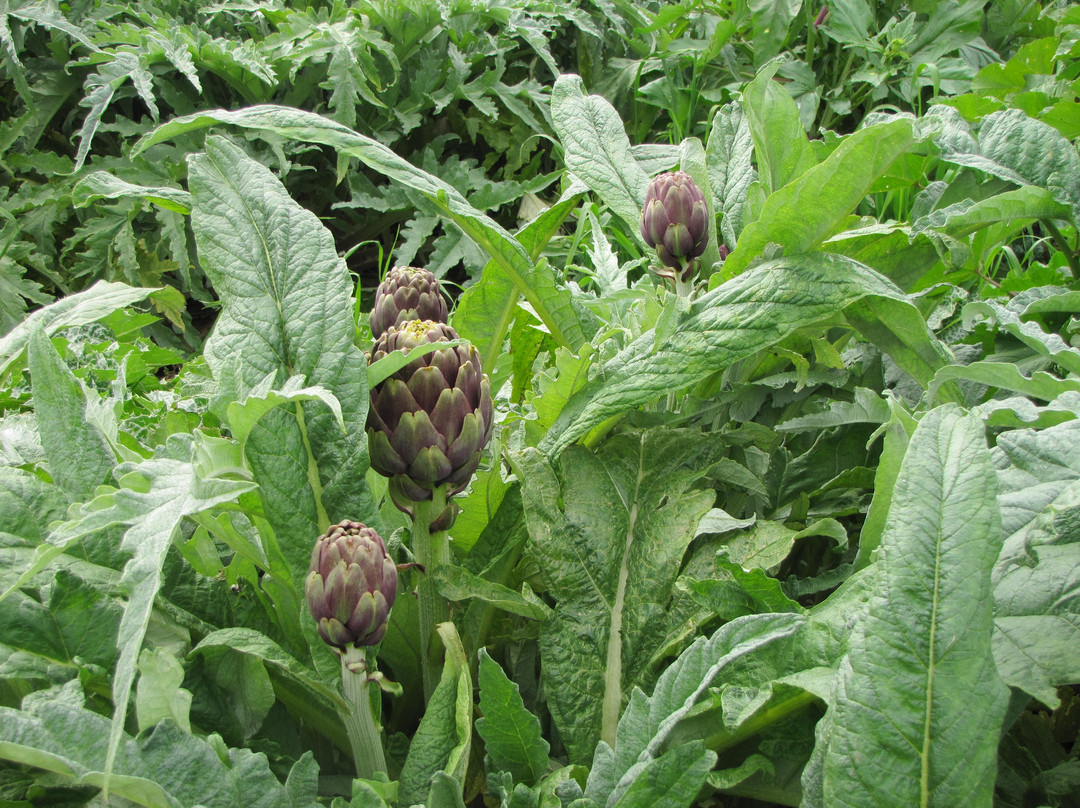 Noams' Artichokes-Kiryat Gat必去景点