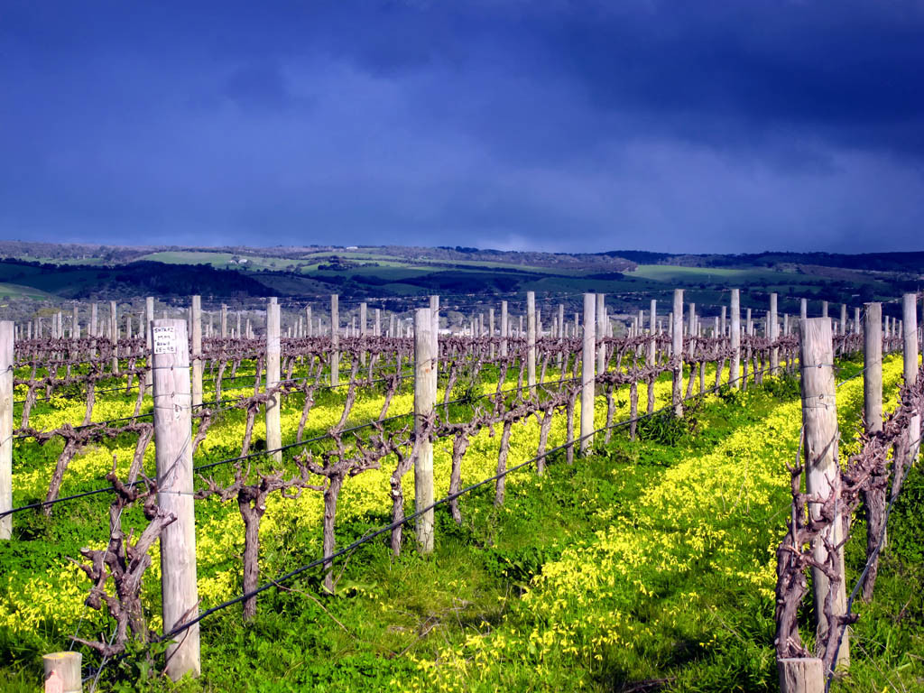 Adelaide's Top Food & Wine Tours景点图片