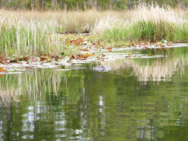 Alligator River National Wildlife Refuge景点图片