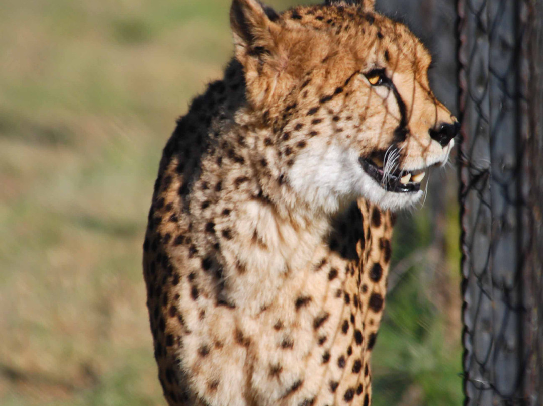 Ann van Dyk Cheetah Centre-哈特比斯普特必去景点