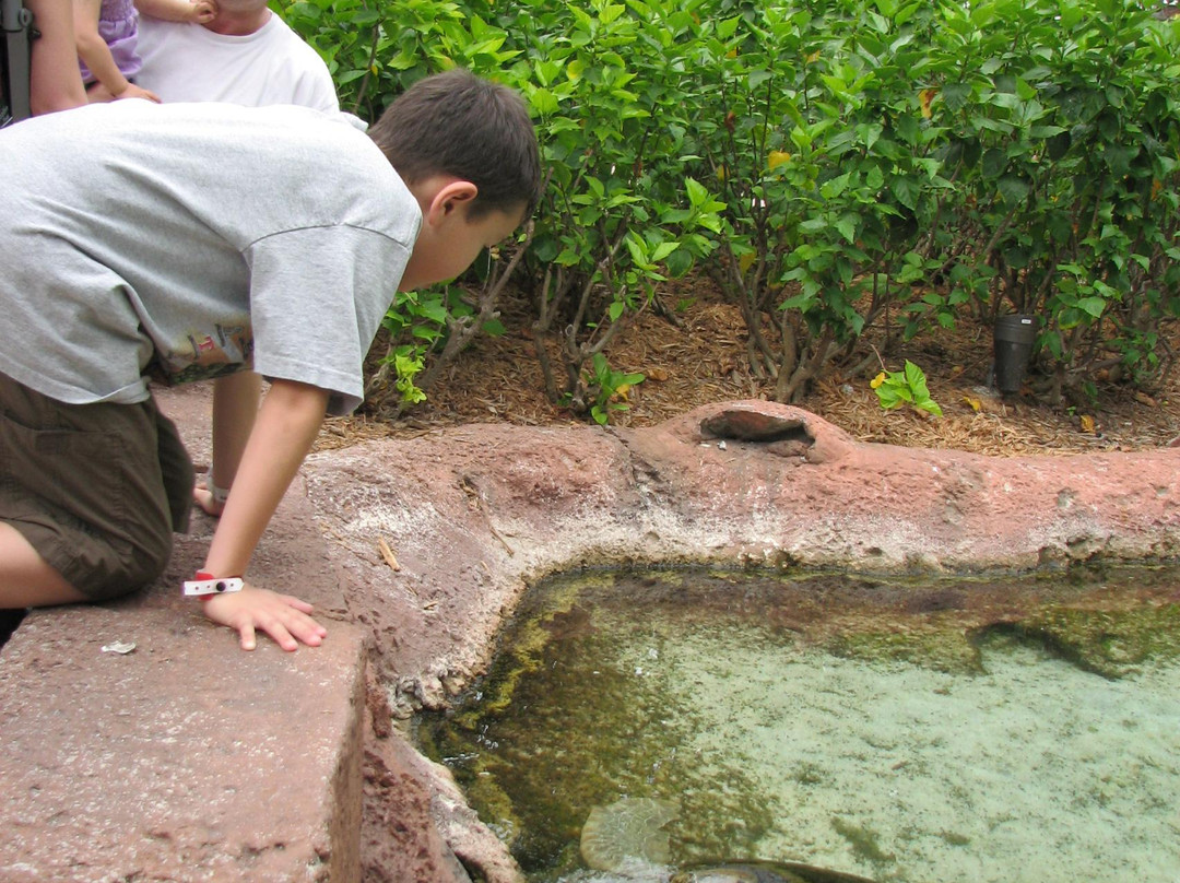 Marine Habitat at Atlantis景点图片