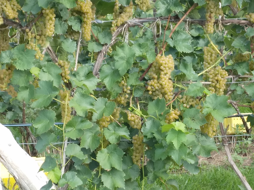 Wisteria Farm and Vineyard景点图片
