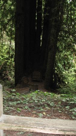 Trees of Mystery-克拉马斯必去景点