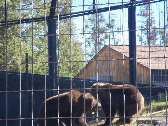 灰熊与狼保护中心-西黄石镇必去景点