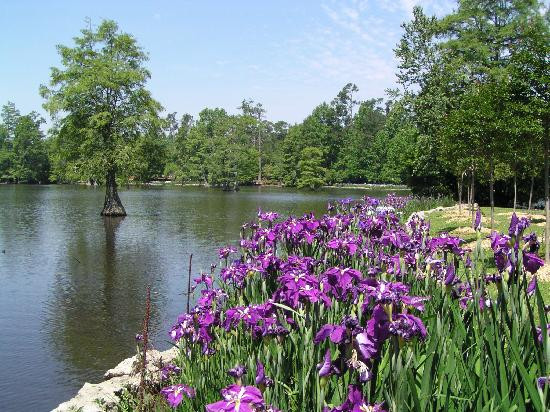 Swan Lake Iris Gardens景点图片