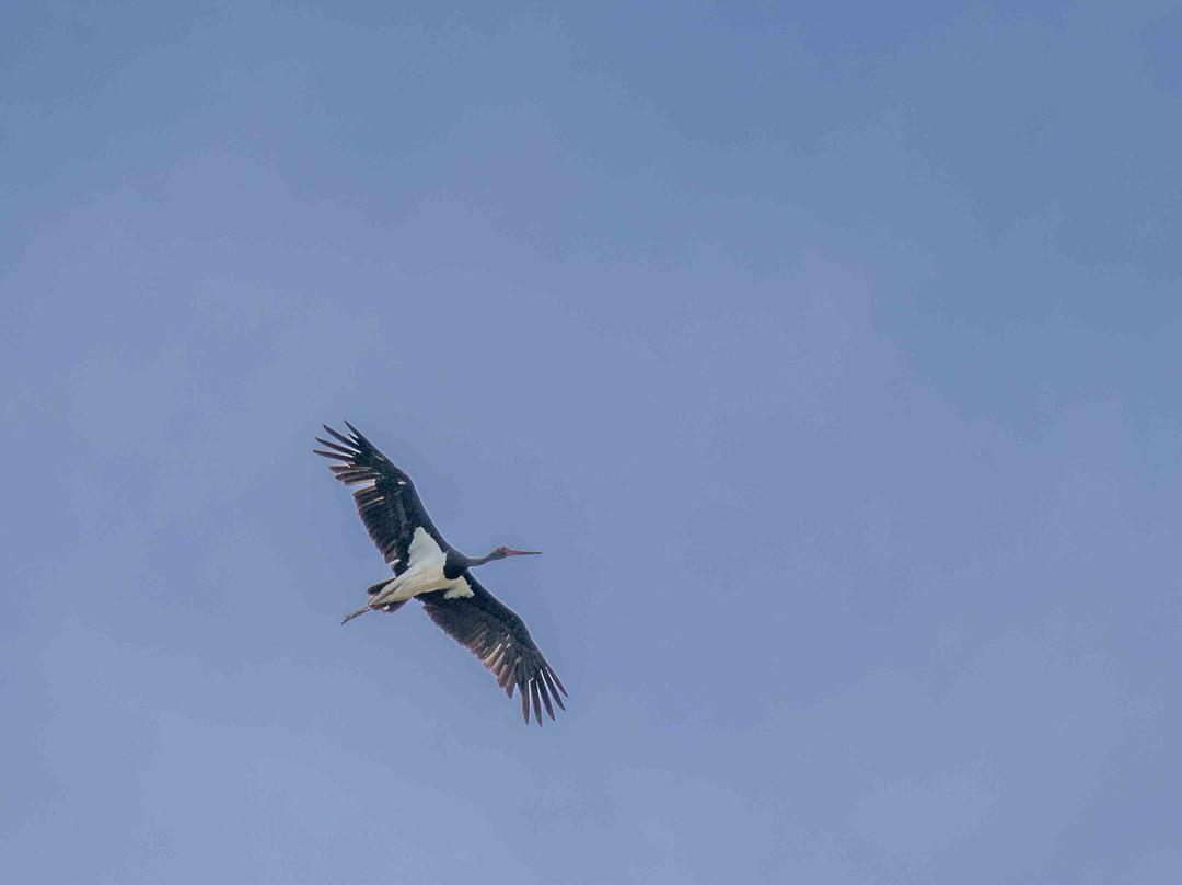 Wildlife Portugal-Guarda必去景点