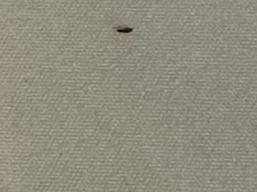 Quality Inn Sunshine Suites主图