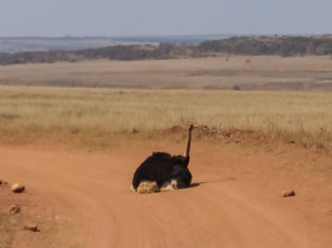 Ezemvelo Nature Reserve主图