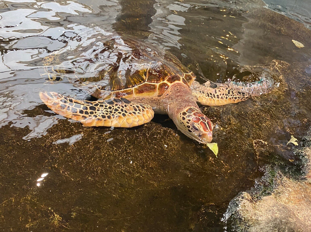 Amami Marine Exhibition Hall-奄美市必去景点