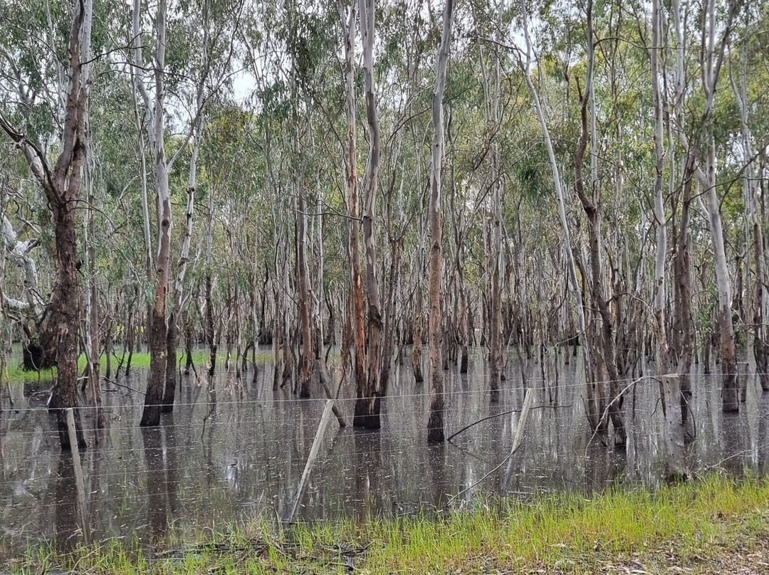 Kinnairds Wetland-Numurkah必去景点