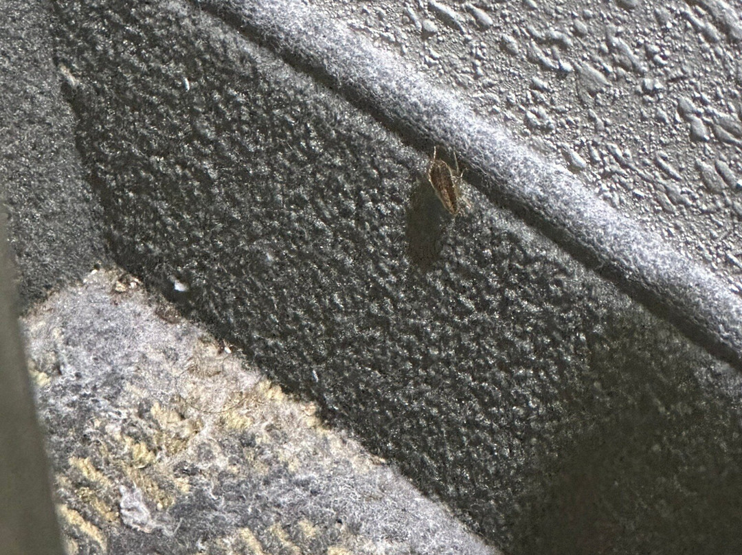 Holiday Inn Express & Suites Jackson/Pearl Intl Airport by IHG主图