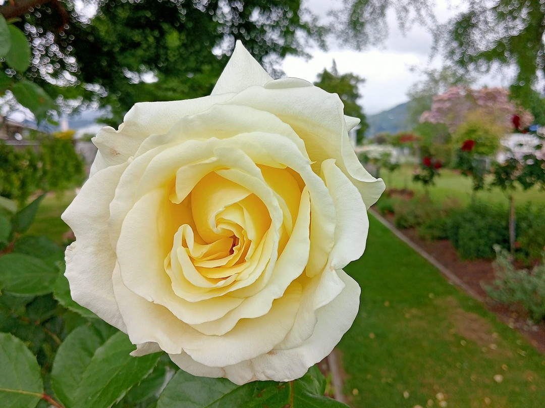 Pethybridge Rose Garden景点图片