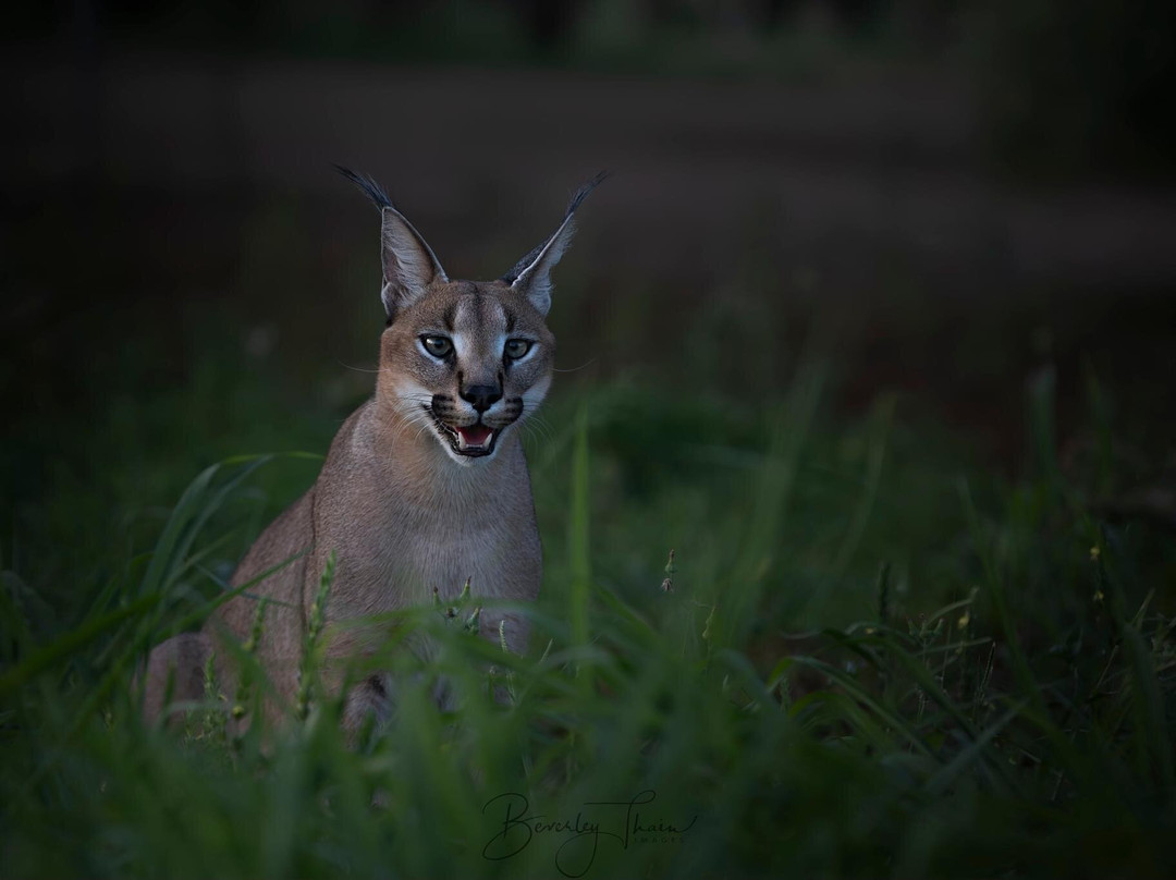 Zimanga Private Game Reserve-莫库斯必去景点