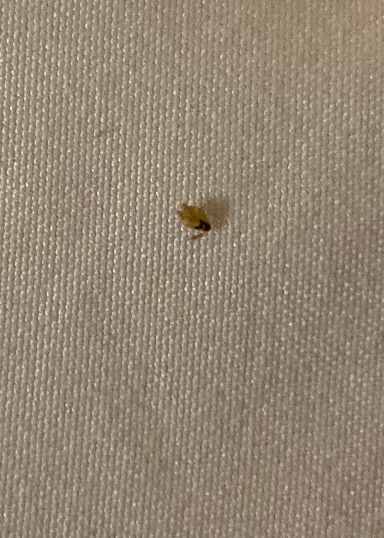 Quality Inn White Springs Suwanee-官方