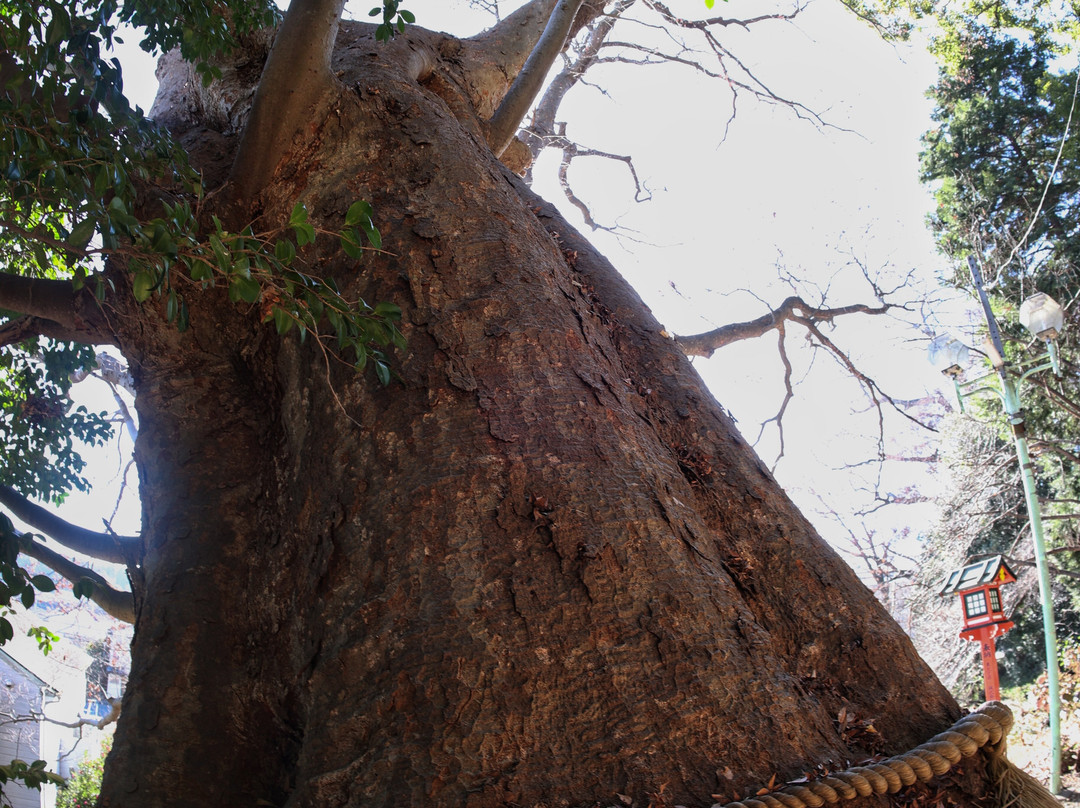 Yoshida Shrine-水户市必去景点