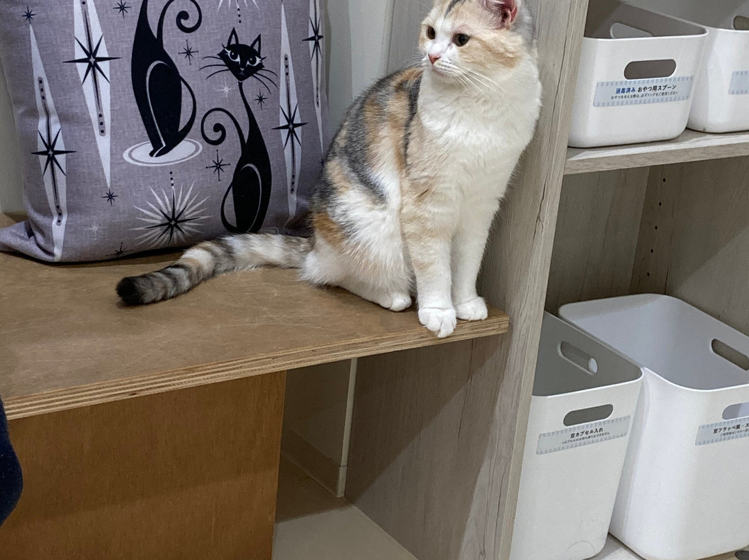 Cat Café MOFF Aeon Mall Toyokawa