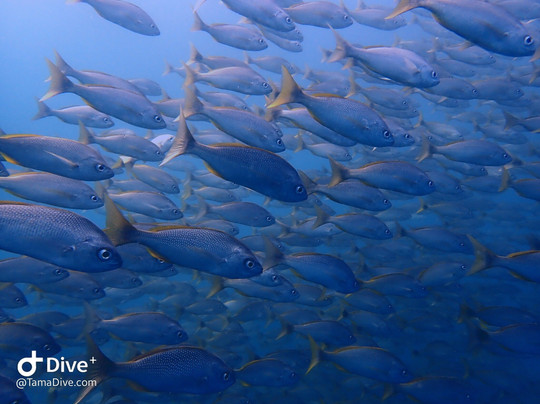 TamaDive-塔马林多必去景点