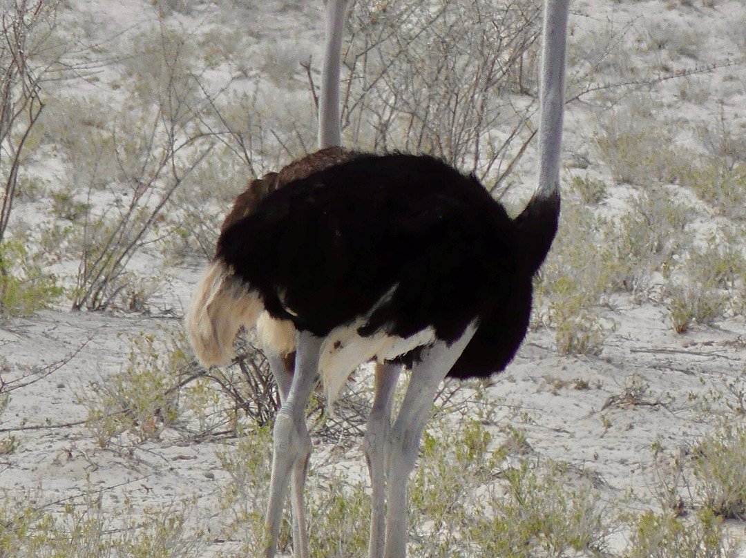 TOM SAFARI NAMIBIA-Okaukuejo必去景点