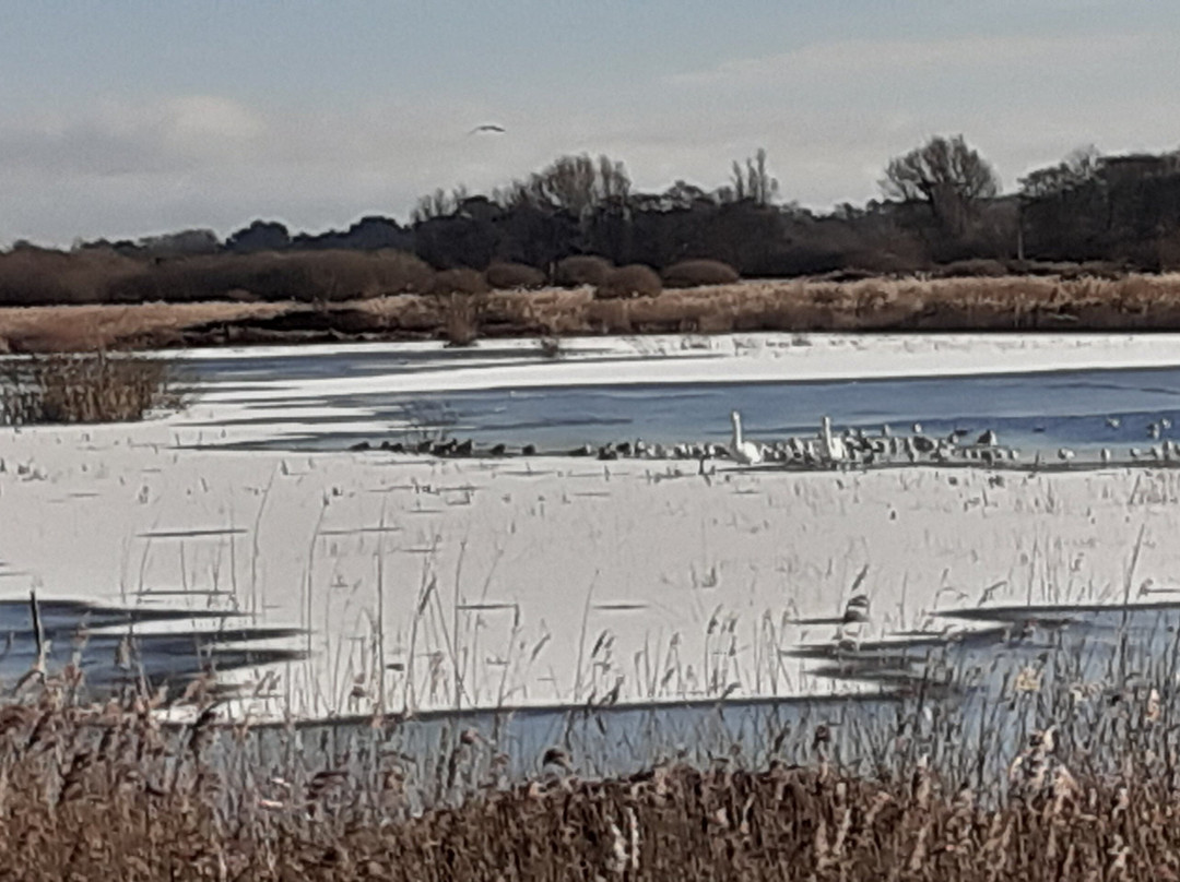 RSPB Titchwell Marsh景点图片