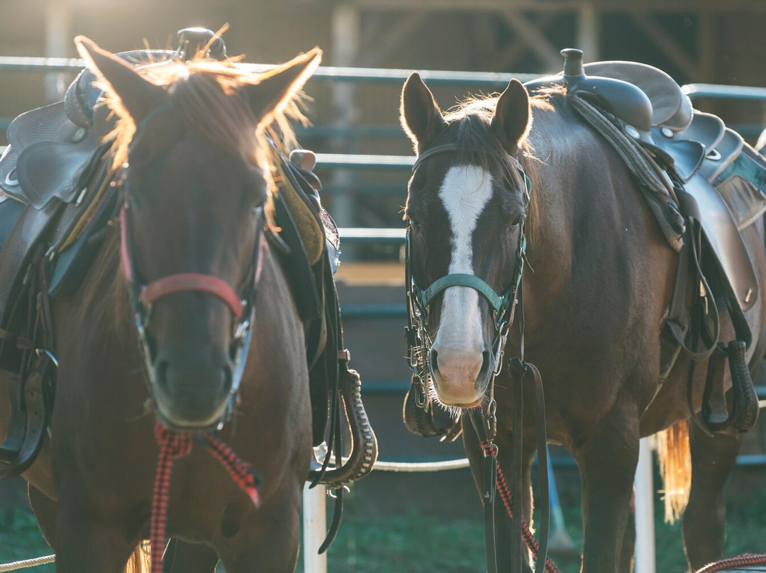 Yumedaichi Green Valley-阿苏市必去景点