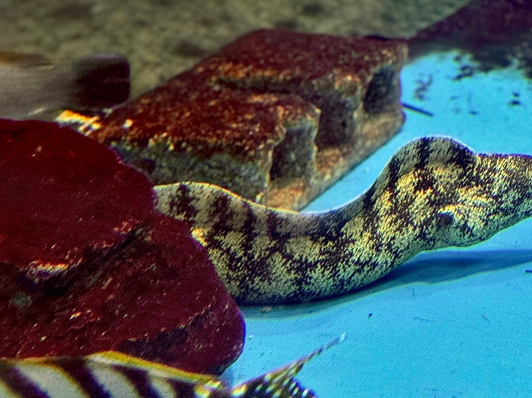 长崎企鹅水族馆景点图片