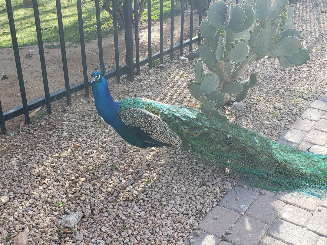 Xeriscape Botanical Gardens-格兰岱尔必去景点