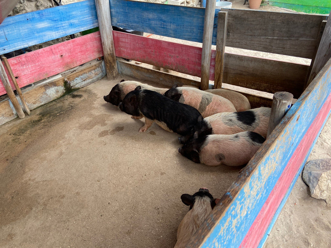 Pig Beach Progreso-Progreso必去景点