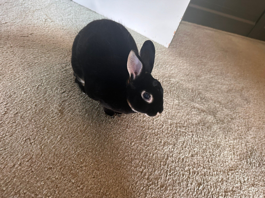 Newport House Bed and Breakfast主图