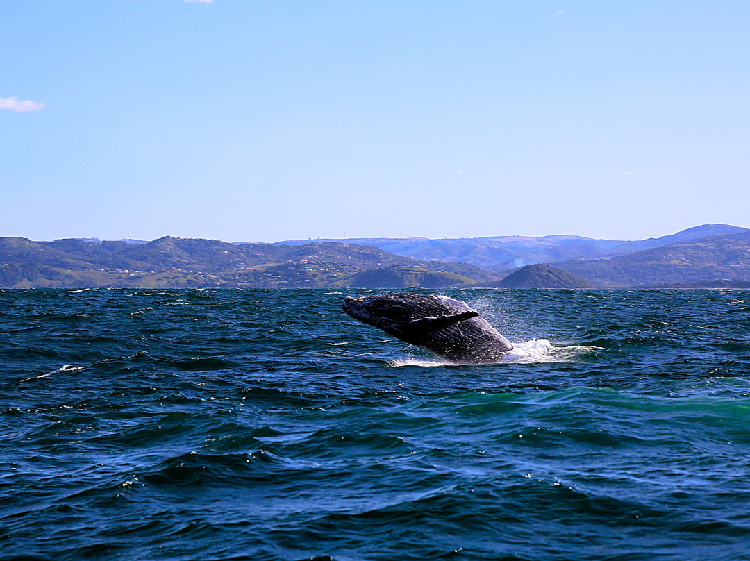 Offshore Africa-Port St Johns必去景点