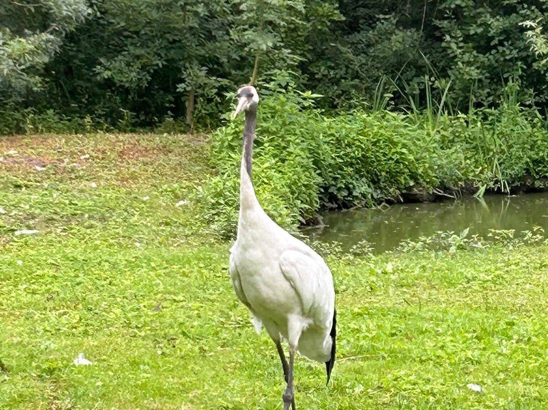 Les Oiseaux du Marais Poitevin景点图片