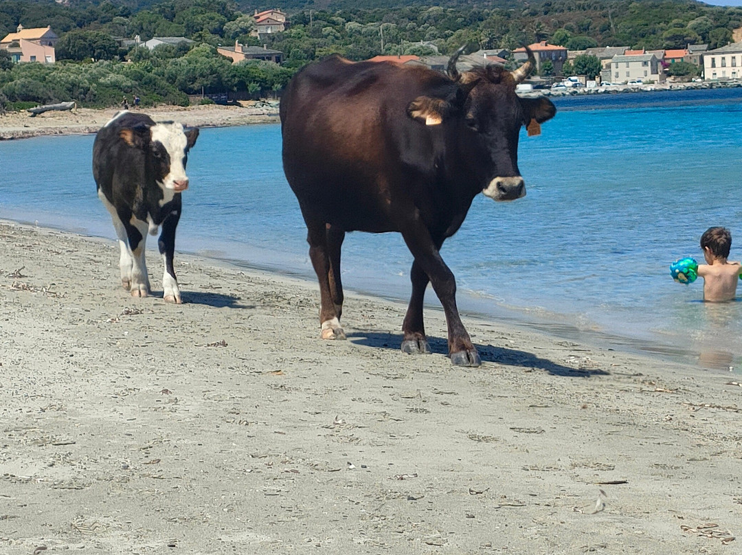Plage de Barcaggio景点图片