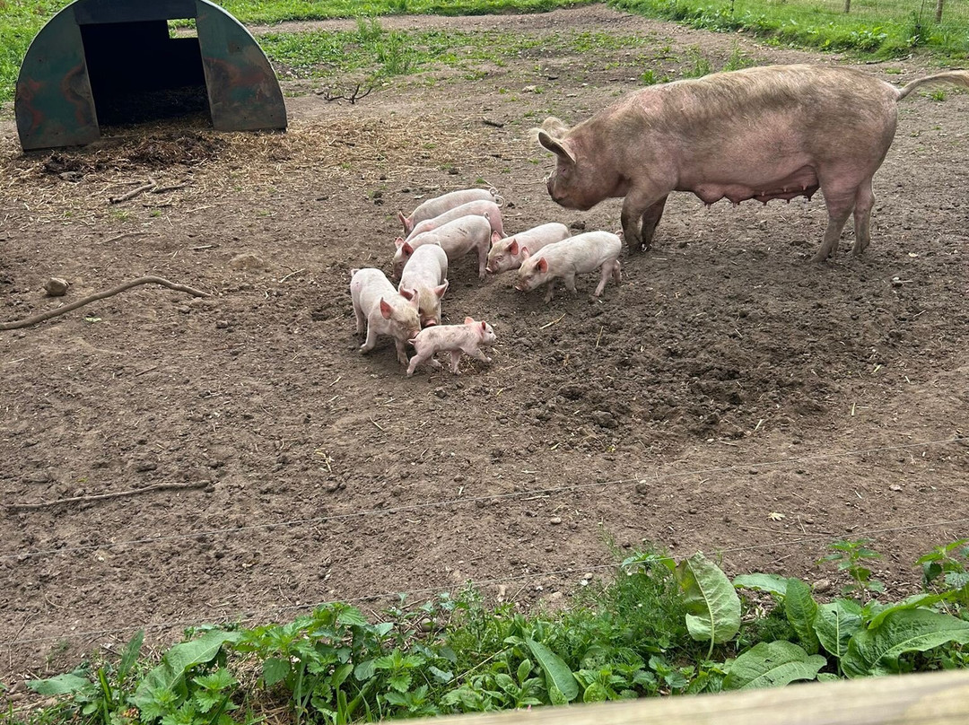 Jimmy's Farm & Wildlife Park景点图片