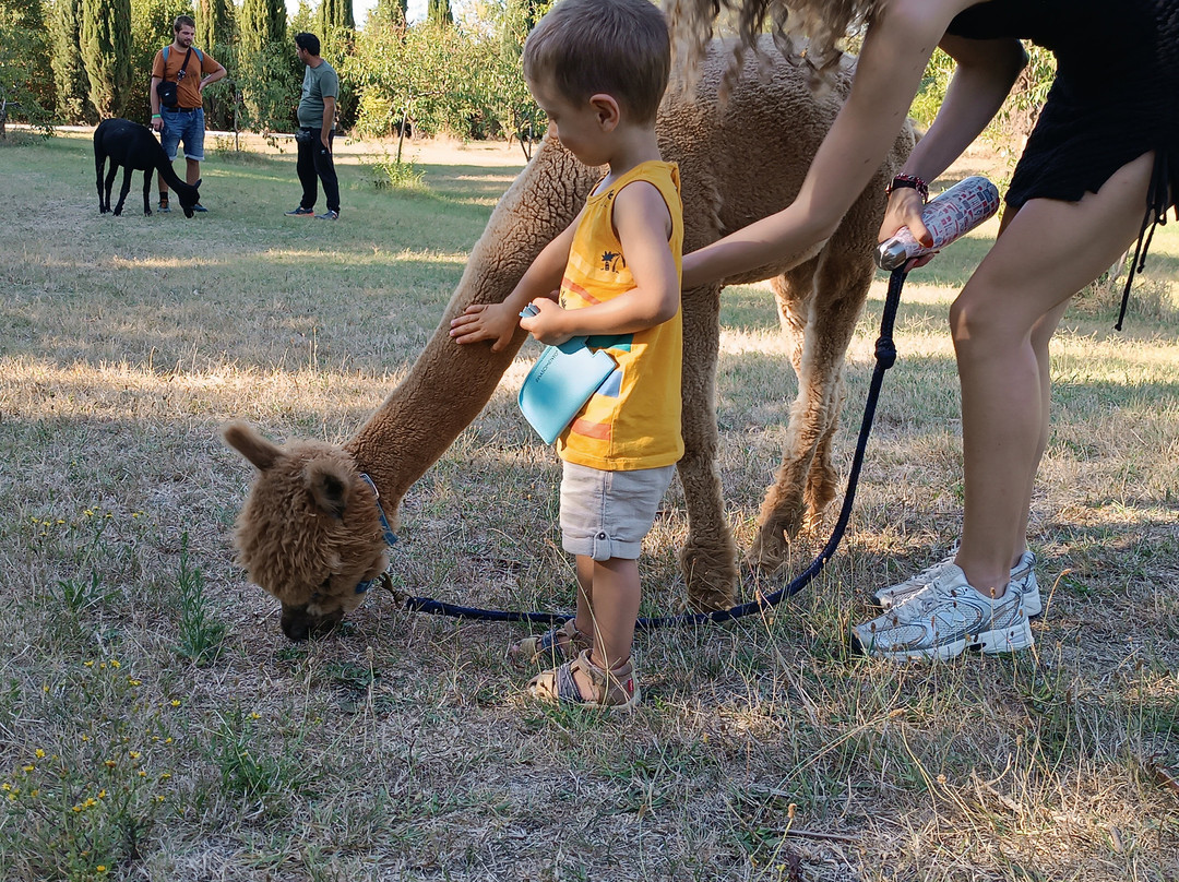 Il Giardino Dell'alpaca景点图片