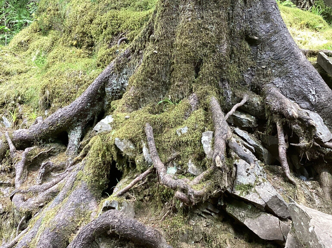 Plodda Falls-Tomich必去景点