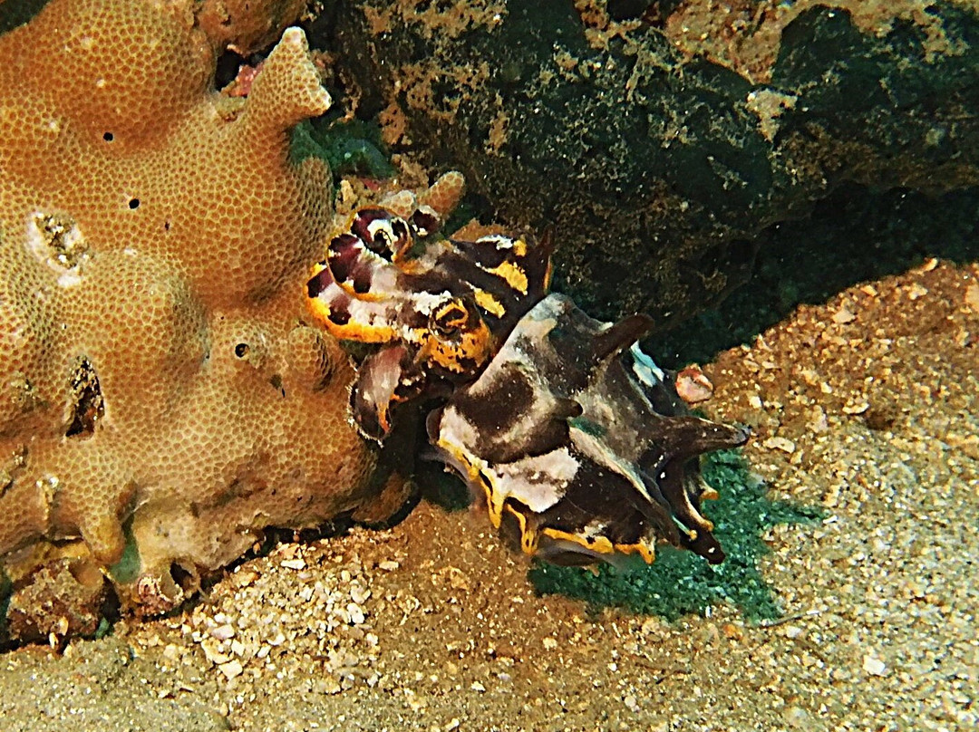 蔚蓝潜水瑜伽度假村主图