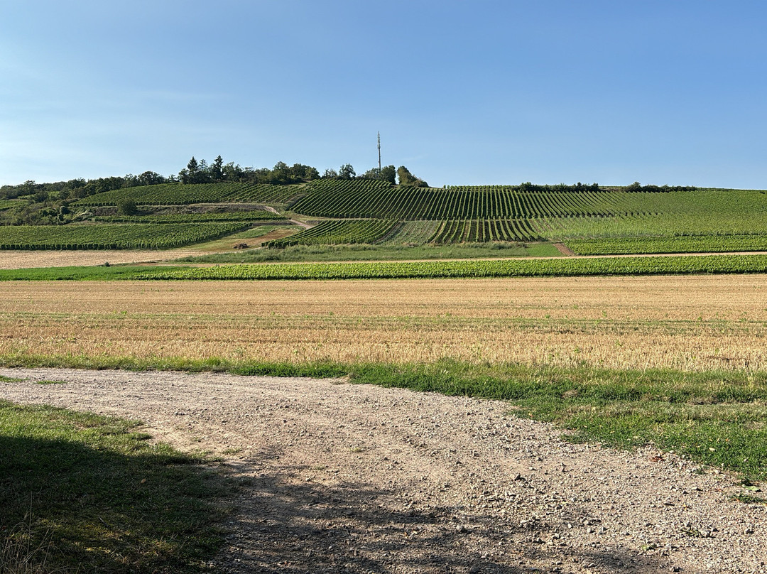 Weingut Sommer-Siefersheim必去景点