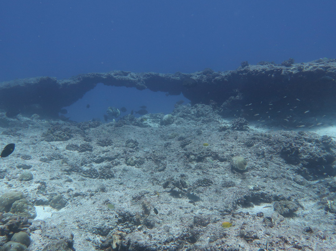 Raie Manta Diving Tikehau-Tuherahera必去景点