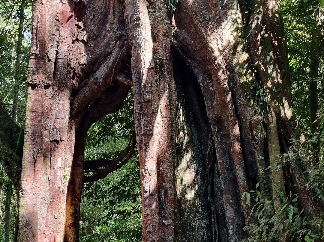 Ketambe Suherman Jungle-Ketambe必去景点