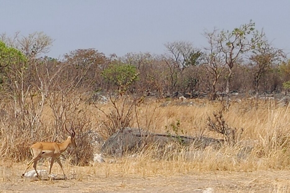 Lusaka National Park景点图片