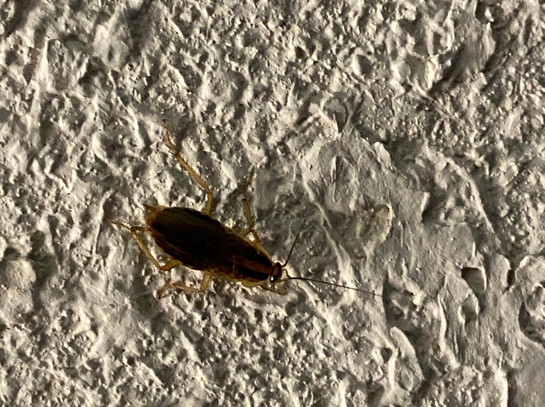 阿尔伯马尔希尔顿恒庭酒店主图