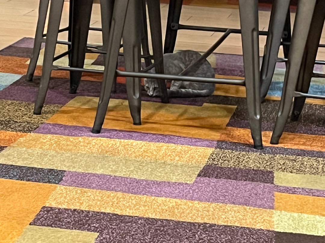 Fairfield by Marriott Inn & Suites Lumberton主图