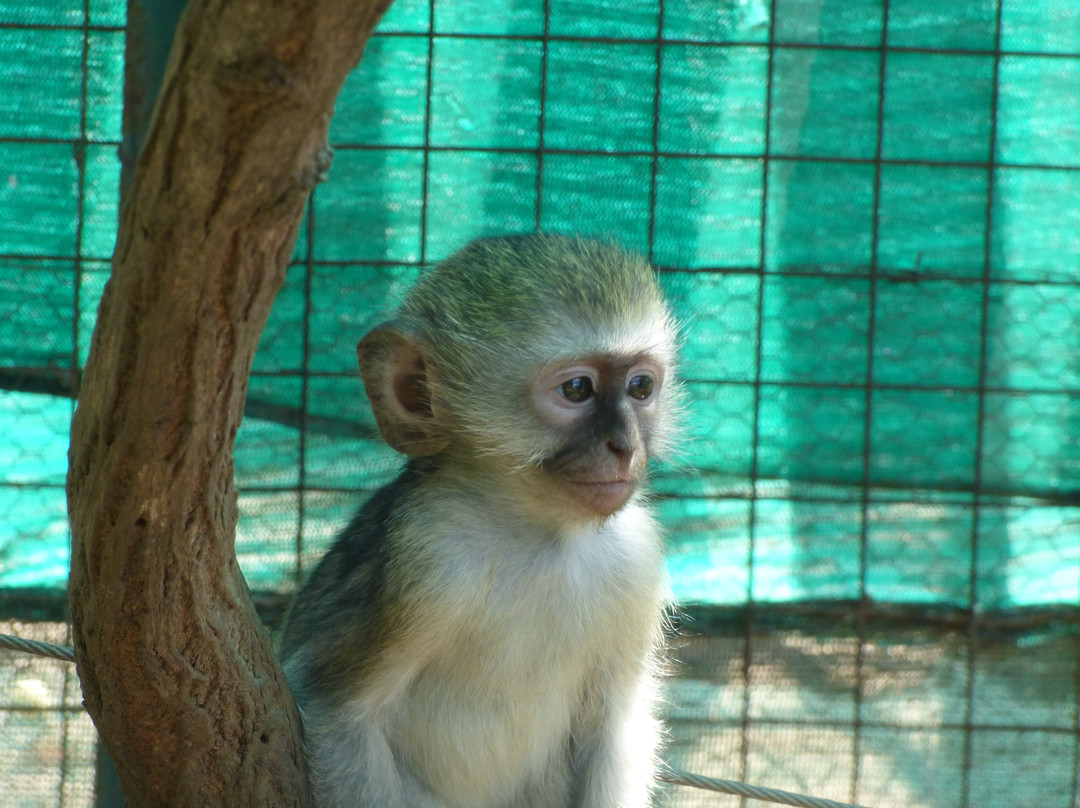 Vervet Monkey Foundation-参宁必去景点