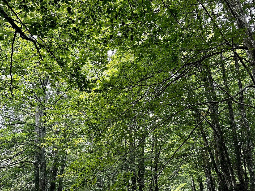 Gorbeia Parke Naturala景点图片