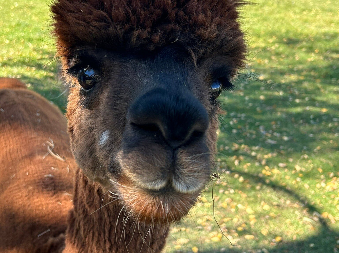 Hallmark Ranch Alpacas-萨利达必去景点