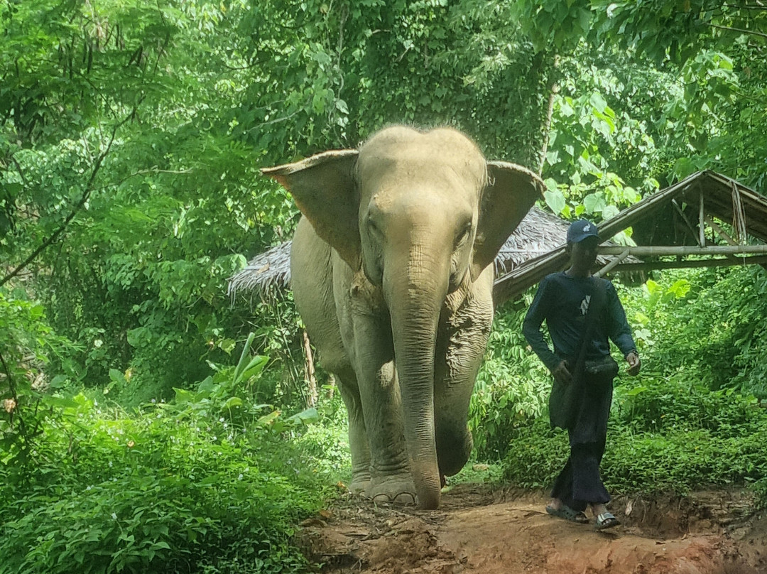 Hidden Forest Elephant Reserve景点图片