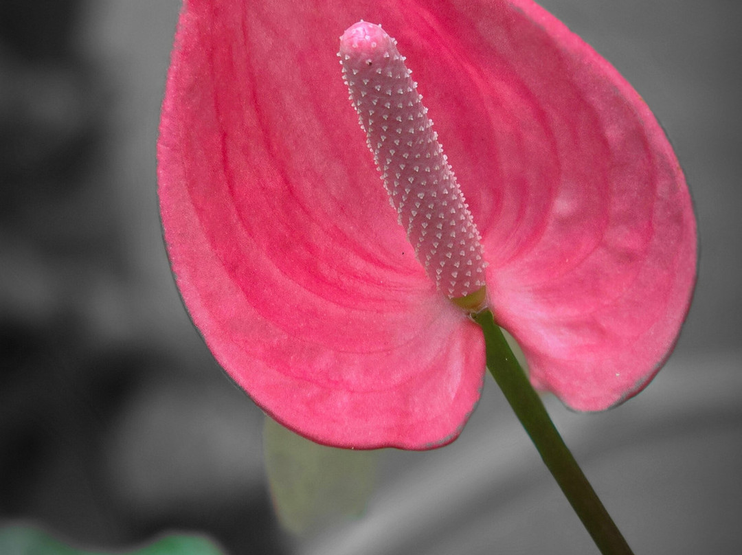 Biodiversity Park - Botanical Garden Visakhapatnam景点图片