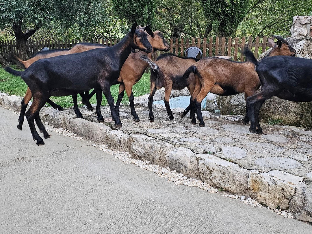 Agriturismo La Rocca Dei Briganti主图
