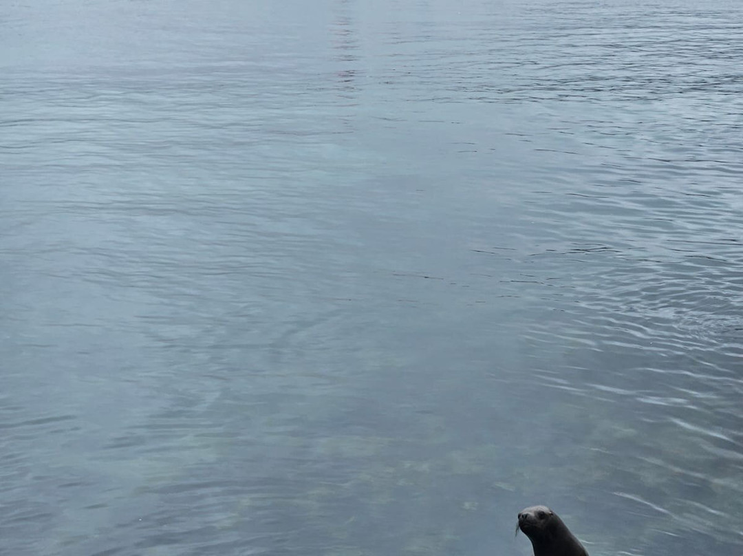 Playa de pichidangui-Pichidangui必去景点