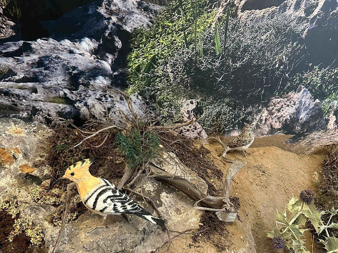 Akamas Avifauna And Flora Visitor Centre-卡西卡斯必去景点