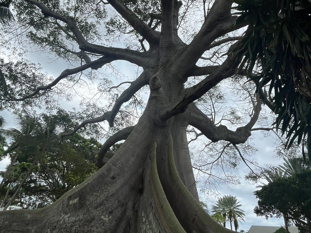 Giant Kapok Tree景点图片